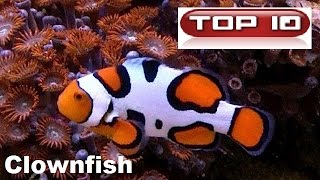 Top 10 Pesci Pagliaccio più belli 🐠 [upl. by Orfield]