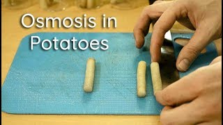 Osmosis in Potato Strips  Bio Lab [upl. by Gabriela]