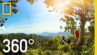 360° Giant Sequoias on a Changing Planet – Part 2  National Geographic [upl. by Phil335]