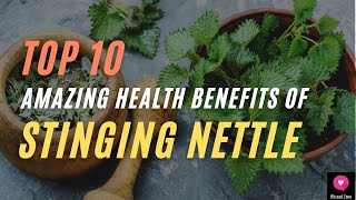 Top 10 Amazing Health Benefits Of Stinging Nettle  Blissed Zone [upl. by Erusaert346]