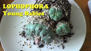 Plant Traveller Lophophora williamsii How to re pot young peyote cactus [upl. by Mcclenon]