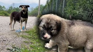 Anne Köpek Yavrusunu Taşıyıp Kurtarabilmiş [upl. by Hoang]