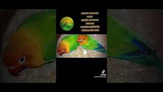 GREEN FISCHER MALE GREEN OPALINE FEMALE BREEDER FOSTER PAIR START LAYING EGGS FISCHER LOVEBIRDS OPA [upl. by Hales964]