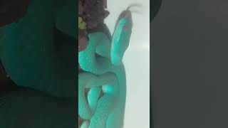 Trimeresurus Insularis blue🩵 trimeresurusinsularis blueinsularis pitviper shorts [upl. by Mellicent]