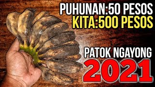 Gawin mo Ito sa SAGING SABA sa 50 PESOS na PUHUNAN KIKITA ka dito ng MALAKI at Patok na Patok Pa [upl. by Oralee231]