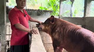 Pig Farming Latest VideoThulungs Pig Farm New updateriverland pig [upl. by Draper271]