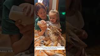 Family rescued and adopted injured coyote🥰animals shorts love pets viralshorts [upl. by Nasar]