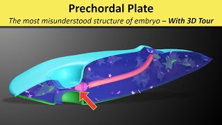 Prechordal Plate Prochordal Plate  Prechordal Mesoderm  Oropharyngeal membrane [upl. by Etterraj]