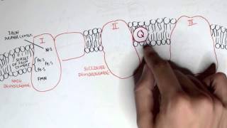 PART I  Oxidative Phosphorylation Electron Transport Chain [upl. by Eelame]