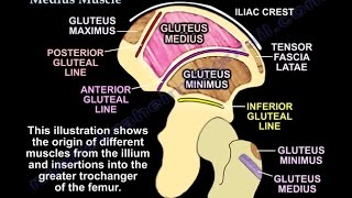 The Gluteus Medius Muscle  Everything You Need To Know  Dr Nabil Ebraheim [upl. by Olumor]