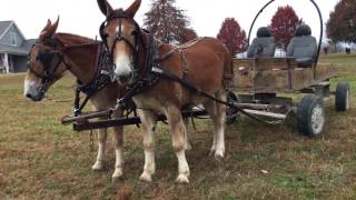 Draft mule team for sale Watch them stand in the wagon [upl. by Rayford]