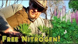 Lupine The AMAZING Nitrogen Fixing Flower  Plus How To Propagate More Plants By Basal Cutting [upl. by Claudell]