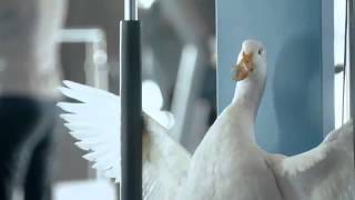 AFLAC Commercial [upl. by Anuahsat]