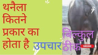 thanela rog ka ilaj थनैला रोग की जांच व उपचार [upl. by Rehpotisrhc]