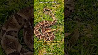 Bothrops Jararaca Beauty Venom and Survival animaldocumentary [upl. by Verney454]