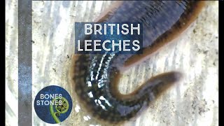 Leeches that wont suck your blood [upl. by Yves]