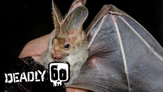 Up Close with a Terrifying Ghost Bat  Deadly 60  BBC Earth Kids [upl. by Thetisa]