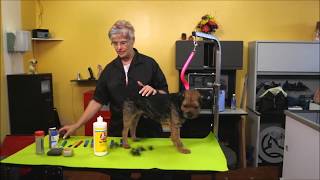 Grooming a Border Terrier Course Sample [upl. by Frodin]