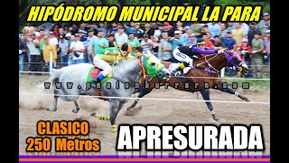 APRESURADA HIPODROMO MUNICIPAL LA PARA 14102024 [upl. by Kcirnek]