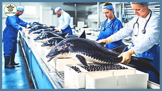 How Farmers Raises Millions of Sturgeon  Caviar Farm  Caviar Processing factory [upl. by Arbua]