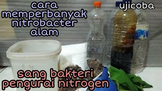 Cara mudah memperbanyak nitrobacter alam [upl. by Clarkson]