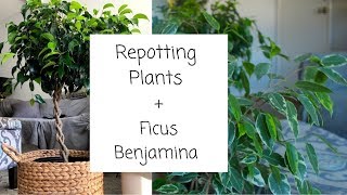 Repotting Plants  Ficus Benjamina [upl. by Rambow149]