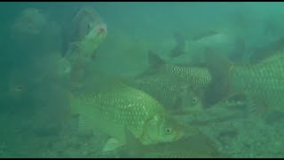 Fischen am Gardasee  Pesca Lago di Garda 2015 [upl. by Jepson]