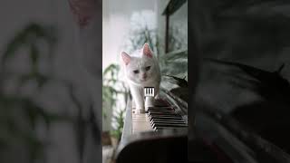 Cat Piano [upl. by Ydnar]