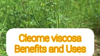 Cleome Viscosa Benefits and Uses [upl. by Wyn]