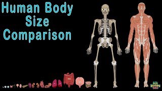 Human Body and Human Body Size Comparison  Human Anatomy Size Comparisons [upl. by Eelyr]