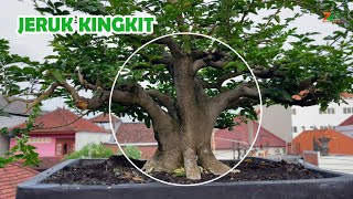 CARA MENYUBURKAN BONSAI JERUK KINGKIT [upl. by Dumond845]