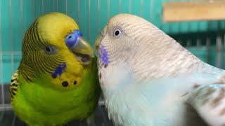 Cortejo de periquitos Australianos  Parakeets mating call sounds  KichirMichir [upl. by Zanas]