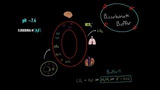 Bicarbonate Buffer System Respiratory amp Kidney Buffer System Maintaining Blood pH MCAT [upl. by Reehsab]