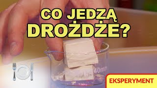 Co jedzą drożdże — Eksperyment — Fermentacja [upl. by Analra]