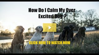 How to Calm an Over Excited Dog [upl. by Retsim]