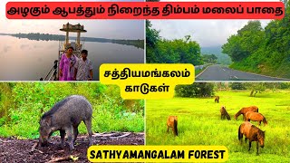 Sathyamangalam Forest Road Trip  Dangerous Dhimbam Hills Ghat Road  Animal Sighting  Tamil Vlogs [upl. by Lelith82]