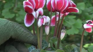 Cyclamen Plant Care  Indoor Growing Conditions [upl. by Nataline]