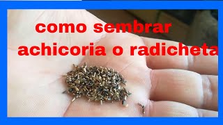 🌿COMO CULTIVAR ACHICORIA  RADICHETA 🌿 vegetales para la salud [upl. by Ysiad]