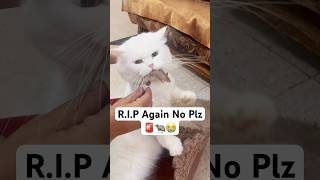 RIP Not this time 🚨😭 shorts dog husky trendingsongs cat [upl. by Anaerb]