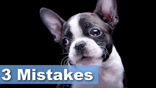 WORST Mistakes I Made Raising My First Boston Terrier  Survey [upl. by Norry]