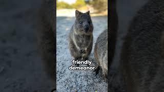 Quokka The Smiling Star of Nature [upl. by Abbottson559]