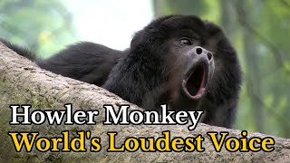 Howler Monkey Howling Compilation  Sounds of Howler Monkey Howling  Alouatta Sound [upl. by Ahsenod]