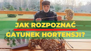 Jak rozpoznać gatunek hortensji [upl. by Ibur]