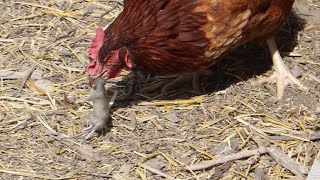 Chicken Catching Then Eating a Mouse [upl. by Davine]