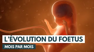 Le développement du fœtus  Évolution grossesse  Animation 3D [upl. by Ahsitam]