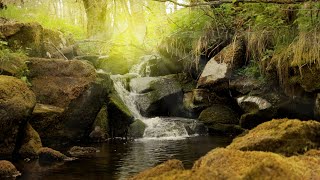 Ruhige Geräusche vom Fluss Wassergeräusche im Wald zum schlafen meditieren ausruhen  Stressabbau [upl. by Kcirreg]