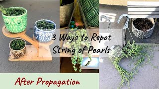 3 Different Ways To Repot String of Pearls After Propagation [upl. by Idonna]