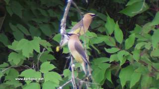 AMPELIS americano  Bombycilla cedrorum  Cedar Waxwing [upl. by Currie]