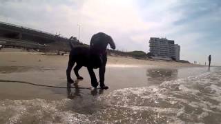 Lab puppys first time at the beach [upl. by Seigel142]