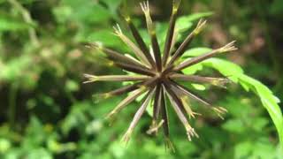 The Health Benefits of Spanish Needle Herb [upl. by Anivle515]